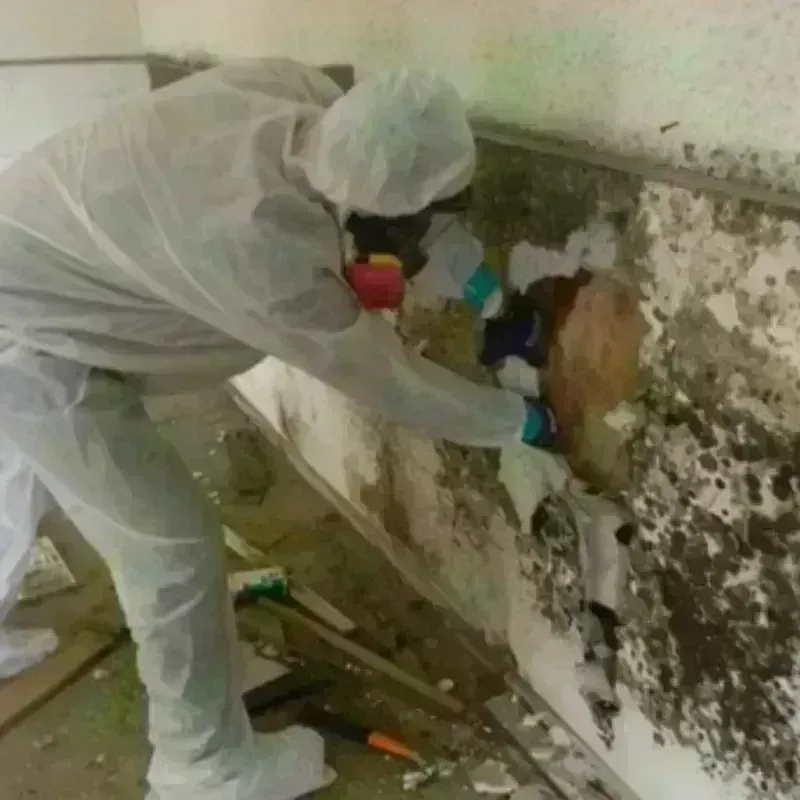 Mold Remediation and Removal in Natrona County, WY